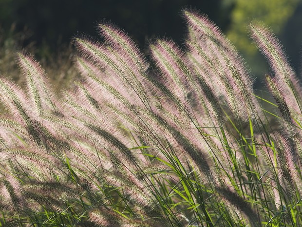 Cica Majestosa: Elegância Atemporal no Jardim - ideia