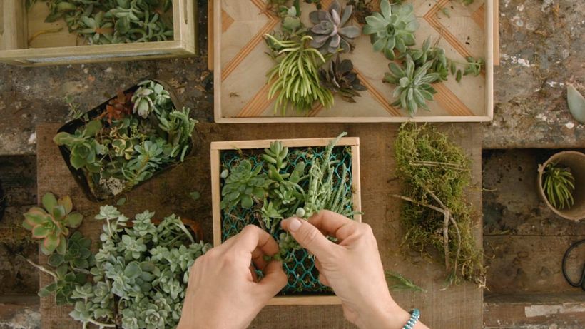 Crie um Mosaico de Suculentas em um Quadro Vivo: Uma Obra de Arte Natural - ideia