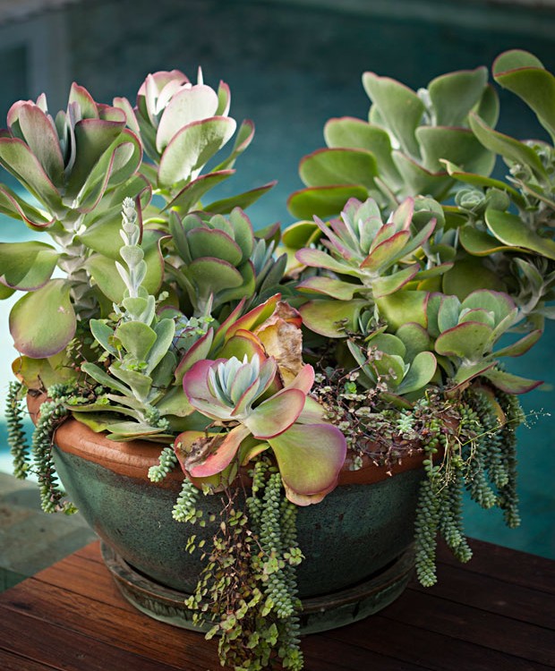 Suculentas em Vasos Espelhados: Reflexos Luminosos - ideia