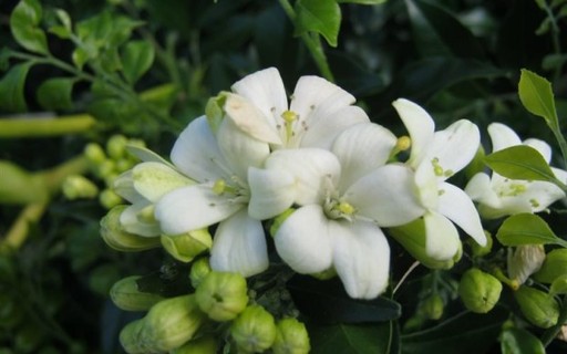 Cerca Viva Perfumada: Murta, o Toque Romântico e Aconchegante - inspiração