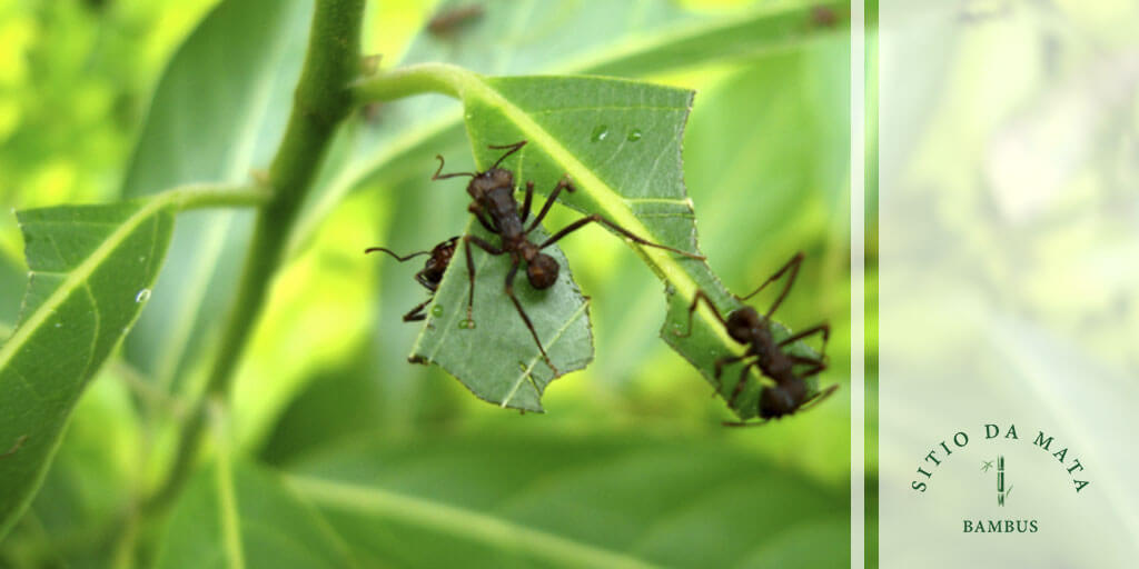 Barreira de Borra de Café: Aromatize e Proteja Suas Plantas - ideia