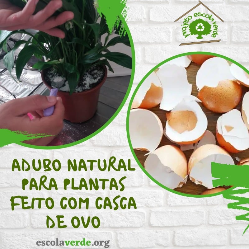 Com Casca de Ovo: Nutrição Natural e Decoração Rústica - inspiração