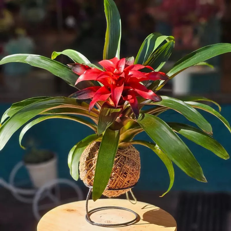 Bromélias em Kokedamas: A Arte Japonesa Elevando Sua Decoração - inspiração