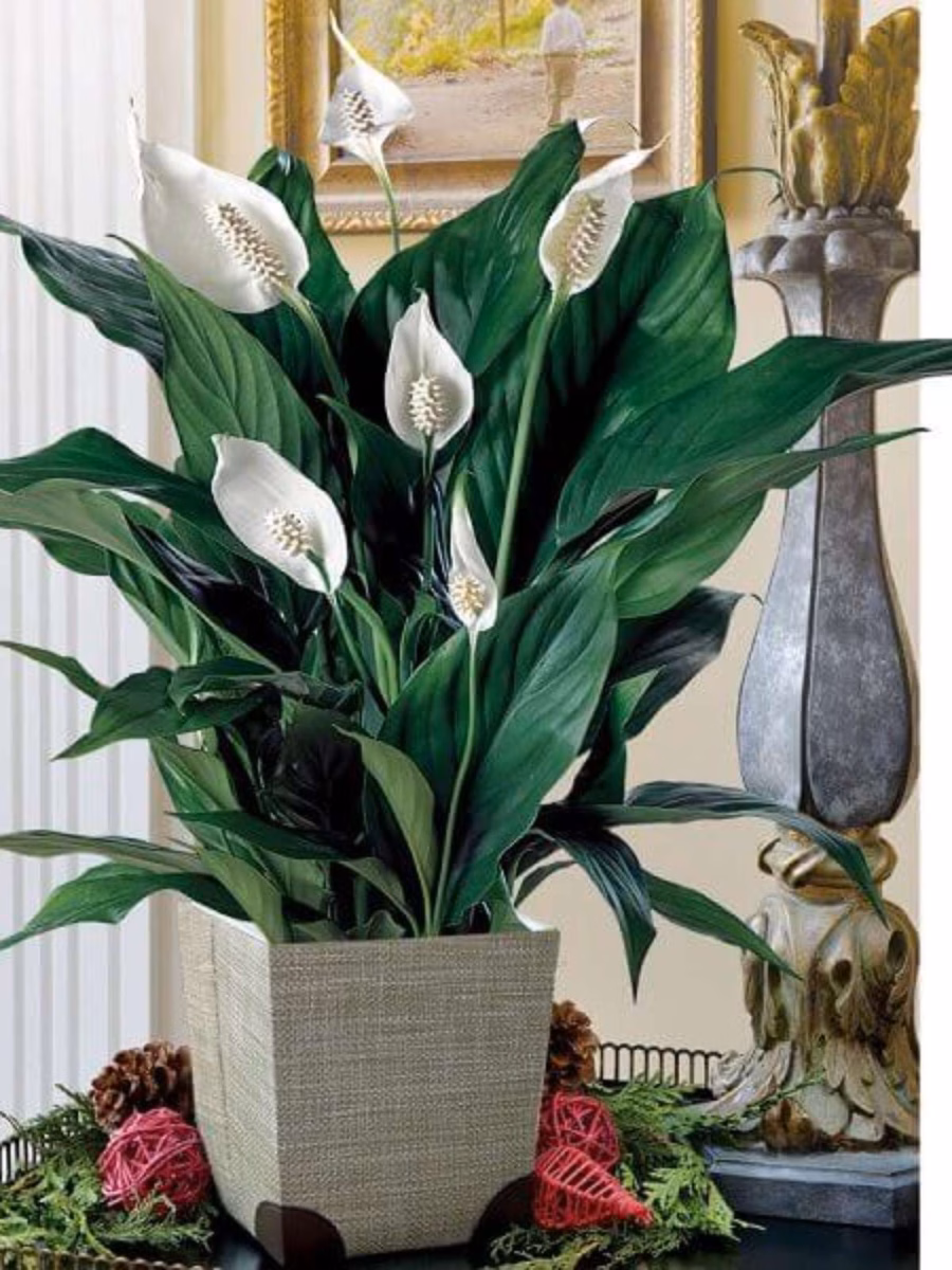 Elegância Rústica: Lírios em Vasos de Cerâmica Artesanal - inspiração