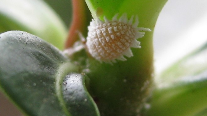 Com Algodão e Álcool: Precisão Cirúrgica Contra Cochonilhas - ideia