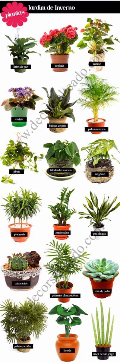 Rústico Aconchegante: Madeira de Demolição e Cactos - ideia