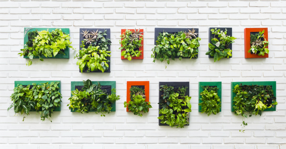 Mini Jardim Vertical em Cachepots Coloridos: Alegria Vibrante na Sua Parede - detalhe