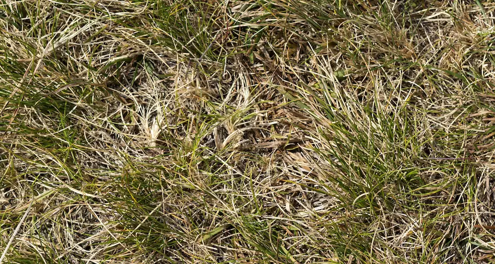 Grama Esmeralda Revitalizada com Adubo Orgânico - ideia