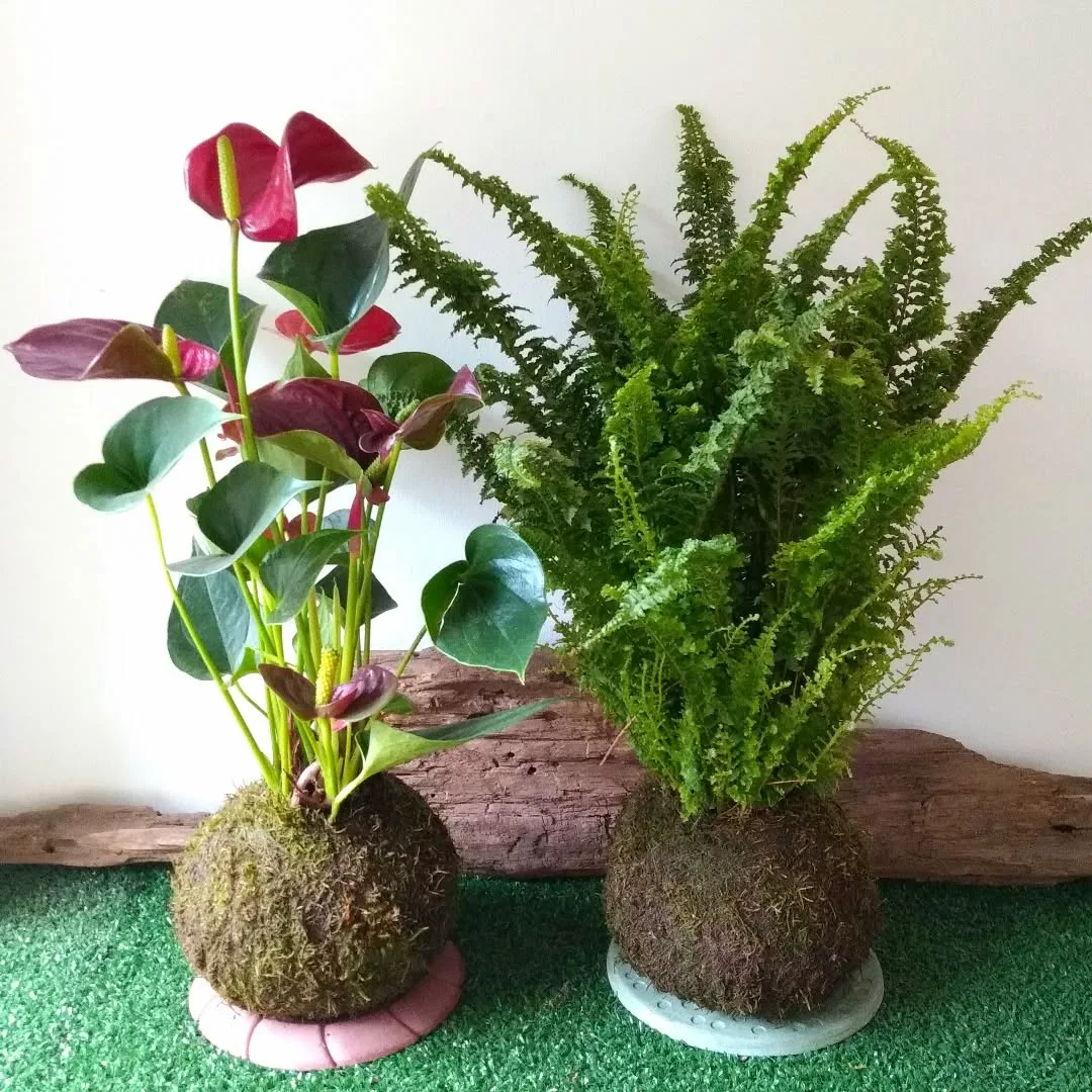 Samambaias em Kokedamas: A Arte Japonesa Elevando a Beleza Natural - detalhe