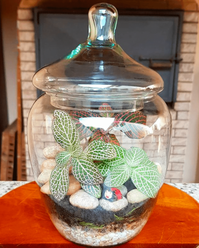 Um Toque Tropical: Fitônia em Cestos de Vime Artesanais - ideia