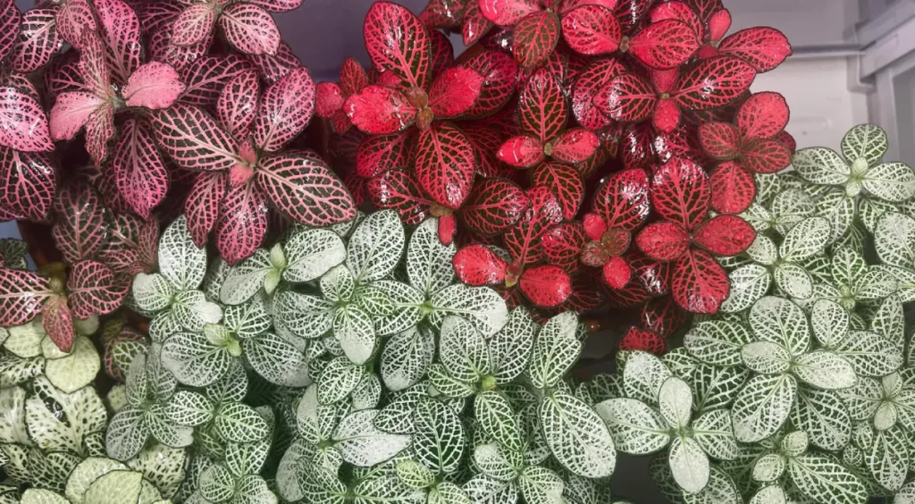 Fitônia Vibrante em Composições com Pedras Ornamentais - ideia