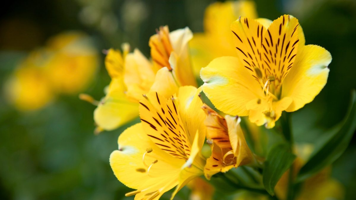 Vibrante Contraste: Flores Amarelas com Muros Azuis - ideia