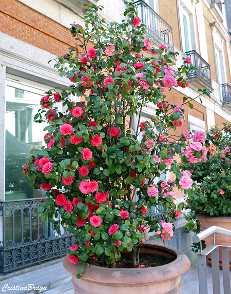 Camélias em Vasos de Cerâmica Rústica: Elegância e Sofisticação no seu Jardim - detalhe