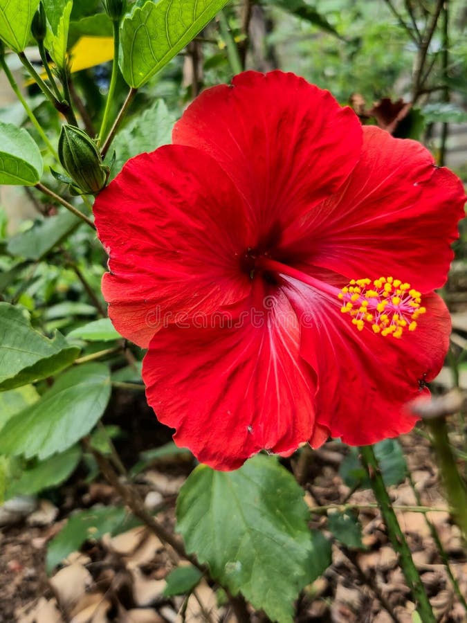 Jardim Tropical Exuberante com Hibiscos e Folhagens Vibrantes - inspiração