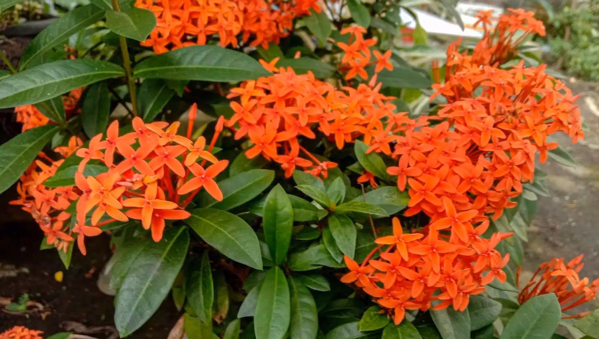 Composição Tropical: Ixora Combinada com Heliconias e Orquídeas - detalhe