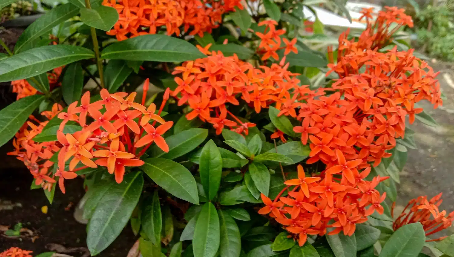 Ixora em Jardins de Pedra: Contraste Rústico e Vibrante - detalhe