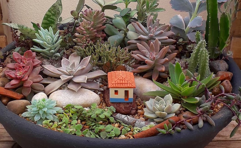 Jardim de Suculentas em Miniaturas: Um Mundo Encantado no Seu Espaço - ideia