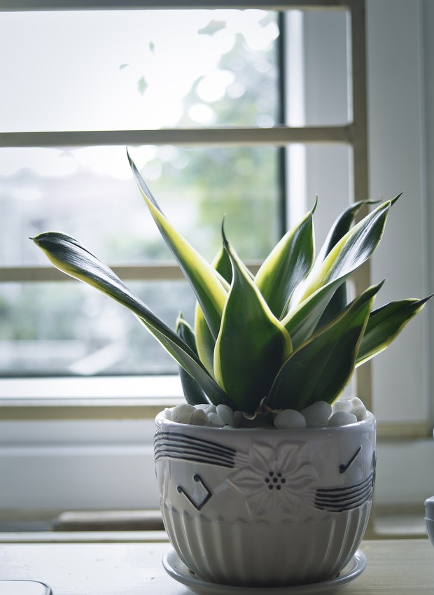 Oásis Minimalista: Espadas-de-São-Jorge em Vasos de Cimento Queimado - inspiração