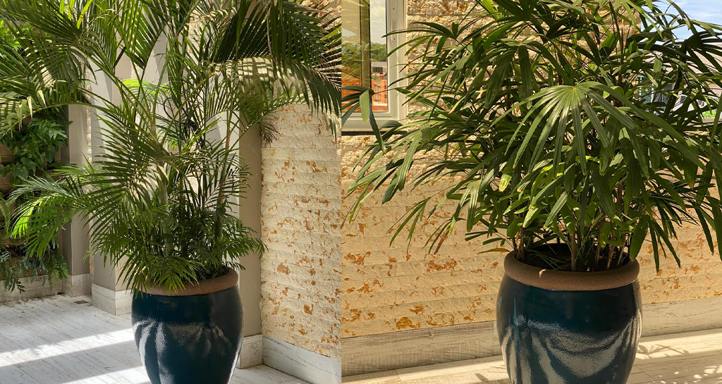 Escritório Revigorante: Palmeiras-Areca em Vasos Autoirrigáveis para um Ambiente Produtivo - detalhe
