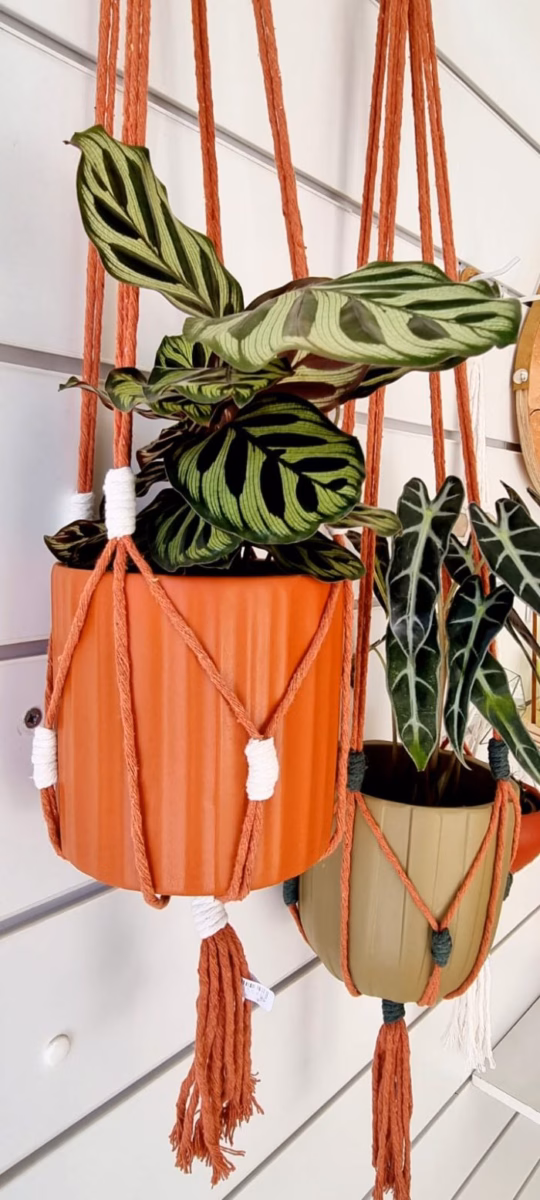 Plantas Pendentes em Vasos de Macramê: Um Toque Boho e Artesanal - ideia