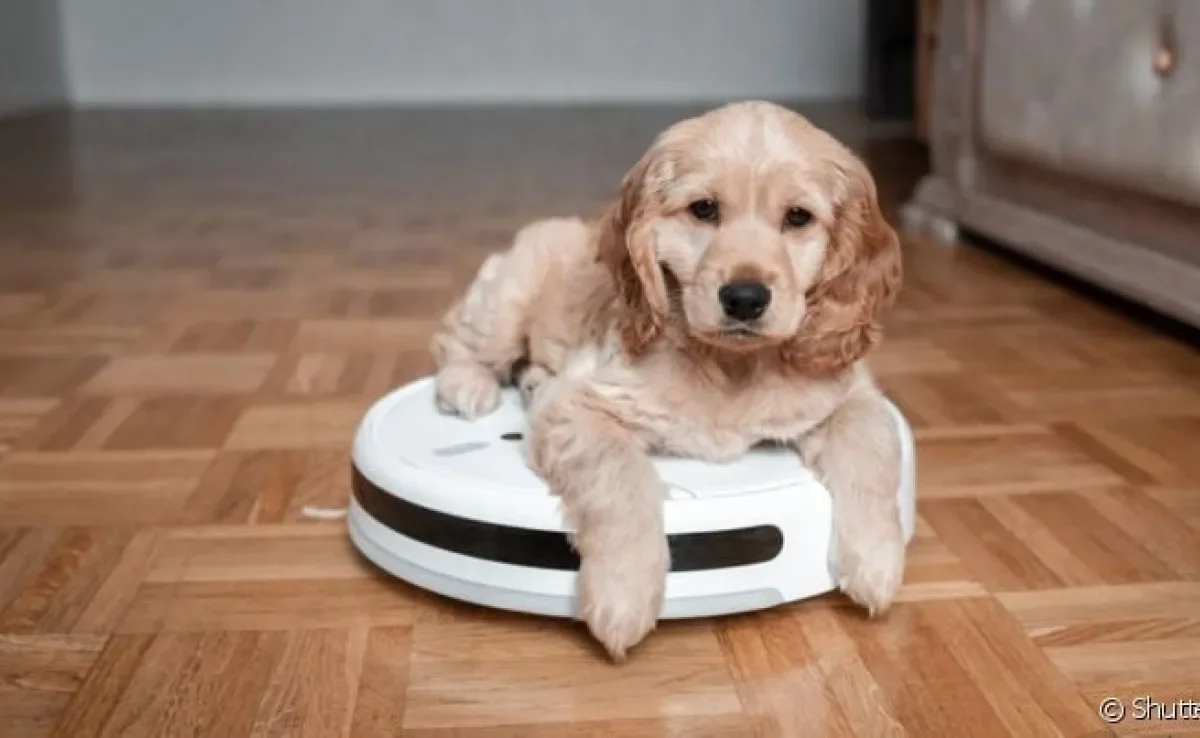 Estofados Livres de Pelos: O Segredo para Donos de Pets Felizes - detalhe