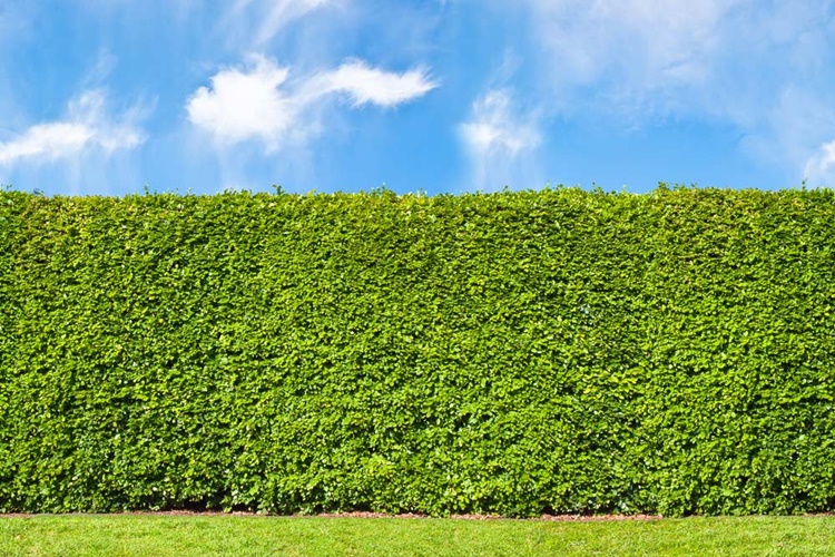 Cerca Viva Perfumada: Murta, o Toque Romântico e Aconchegante - detalhe