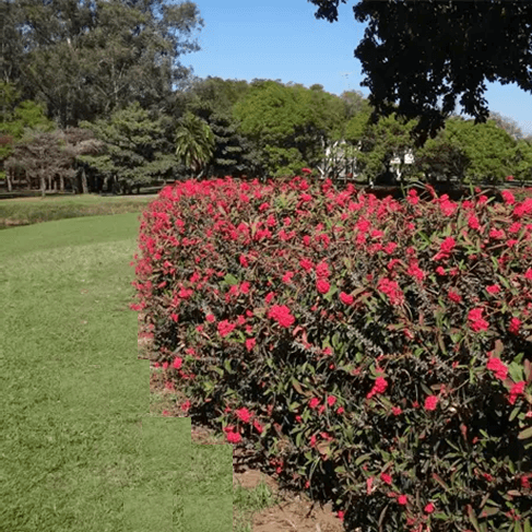 Cerca Viva Floral: Coroa-de-Cristo, Cores Vibrantes e Pouca Manutenção - ideia