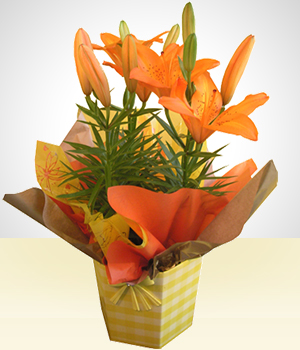 Elegância Rústica: Lírios em Vasos de Cerâmica Artesanal - ideia