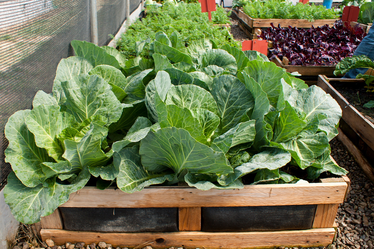 Horta em Pallets Coloridos: Recicle e Decore com Estilo - ideia