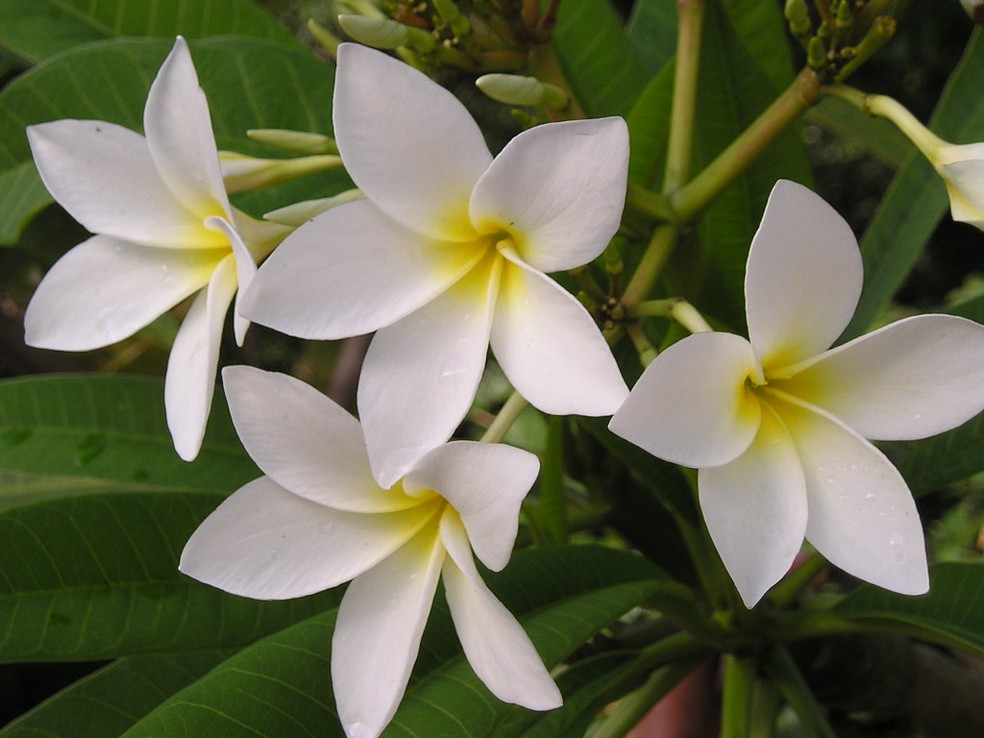 Minimalismo Zen: Canteiro de Seixos Brancos e Lírios-da-Paz - detalhe