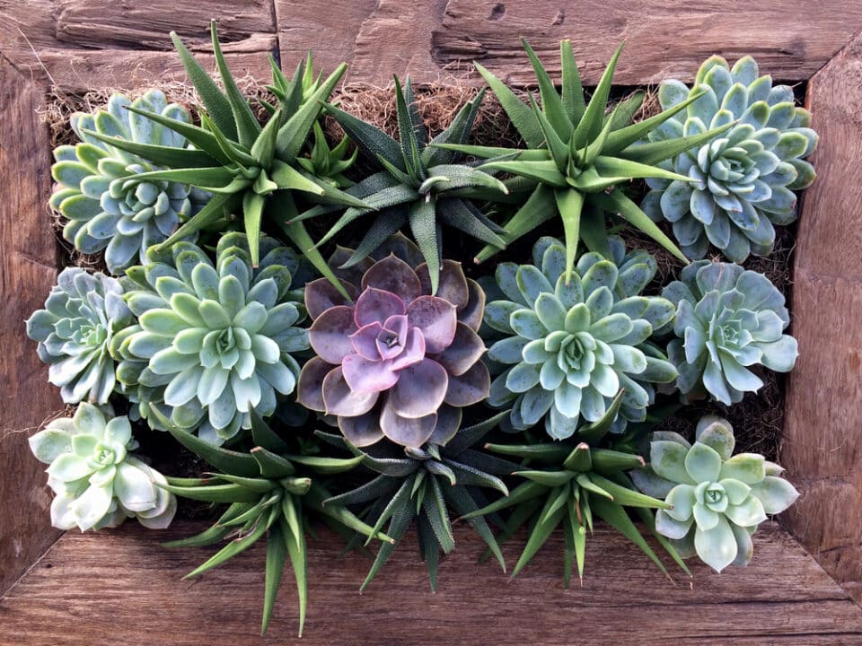 Suculentas Suspenses: A Beleza Aérea que Valoriza Seu Jardim Vertical - inspiração