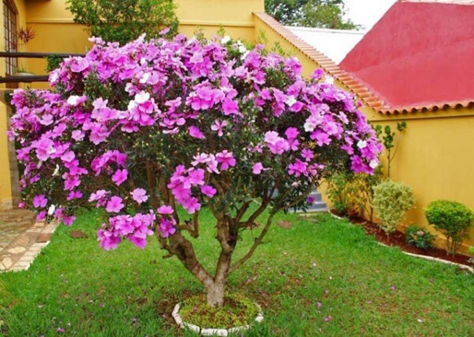 Manacá-da-Serra como Ponto Focal em Jardins de Inverno - inspiração