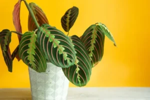 Marantas Coloridas: Explosão de Vida em Vasos Decorativos - detalhe