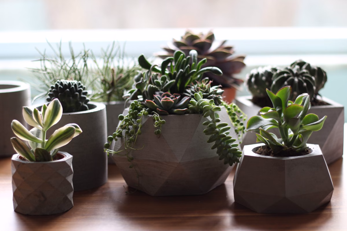 Em Vasos de Cimento DIY: Urban Jungle Minimalista - detalhe