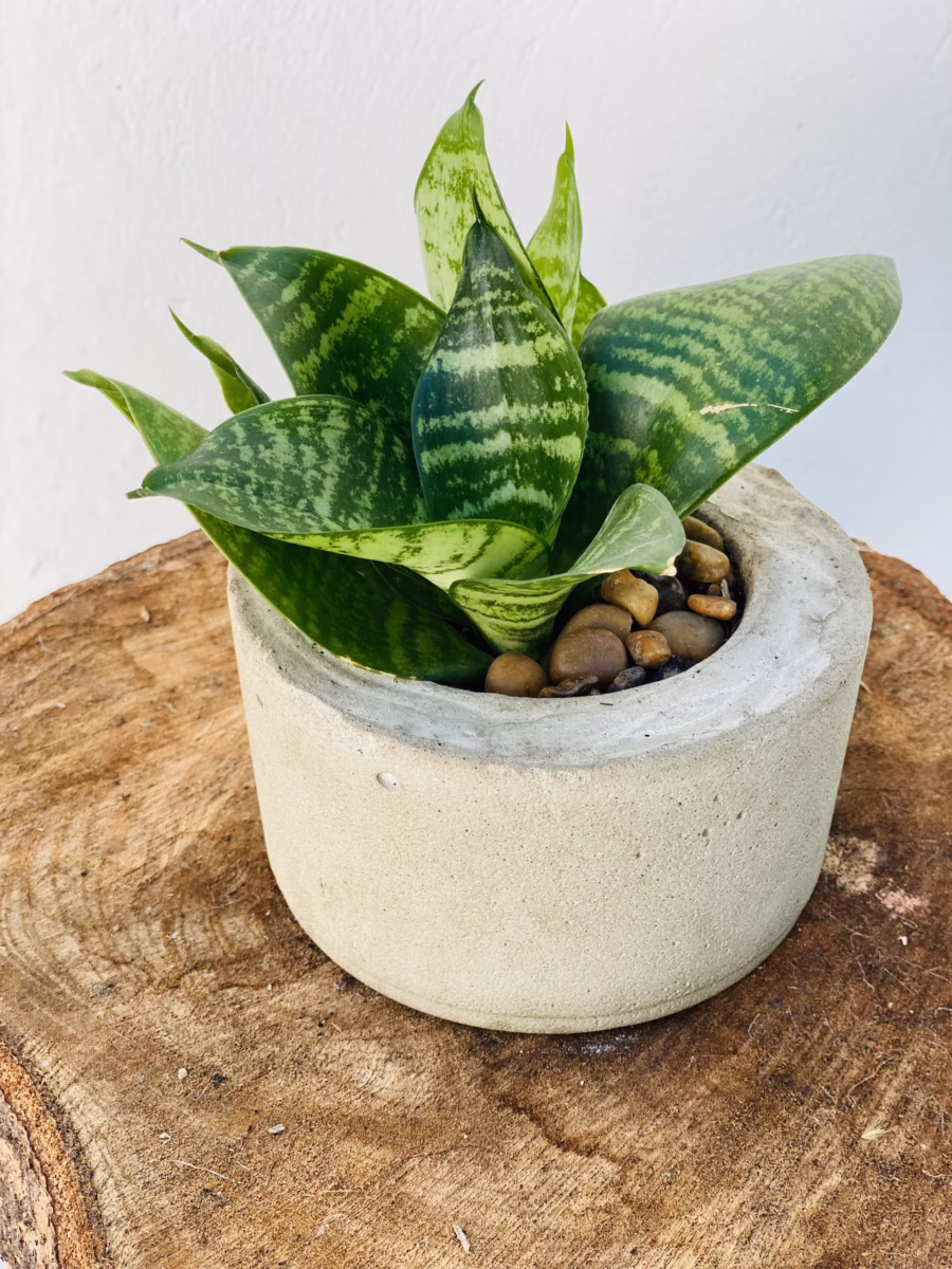 Oásis Minimalista: Espadas-de-São-Jorge em Vasos de Cimento Queimado - detalhe