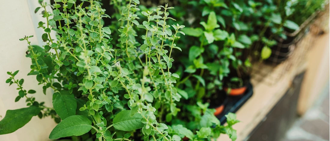 Jardim Vertical Aromático na Cozinha: Frescor e Sabor Sempre à Mão! - inspiração