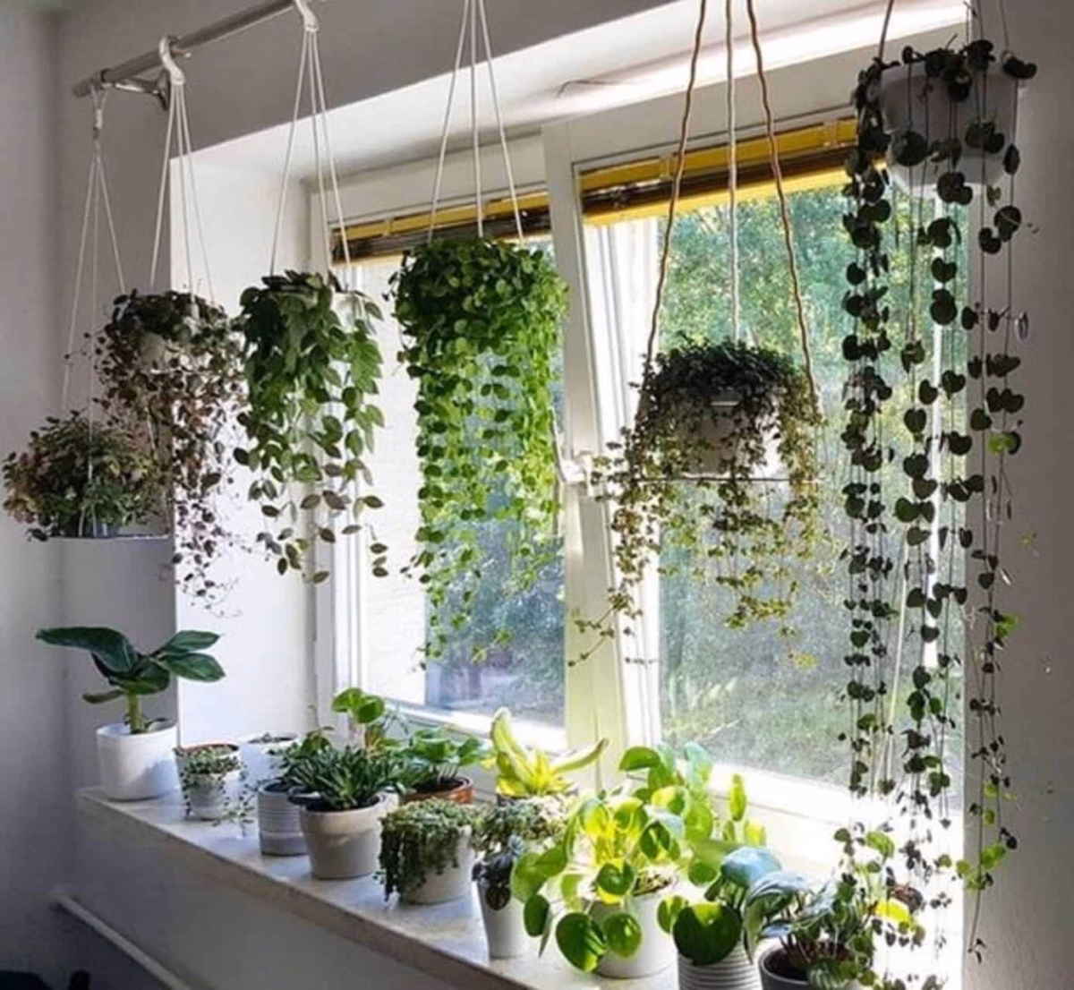 Com Vasos de Cimento Suspensos: Modernidade e Rusticidade! - inspiração