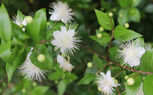 Cerca Viva Perfumada: Murta, o Toque Romântico e Aconchegante - ideia