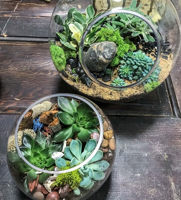 Mini Jardim de Suculentas em Terrários de Vidro: Delicadeza e Charme - ideia