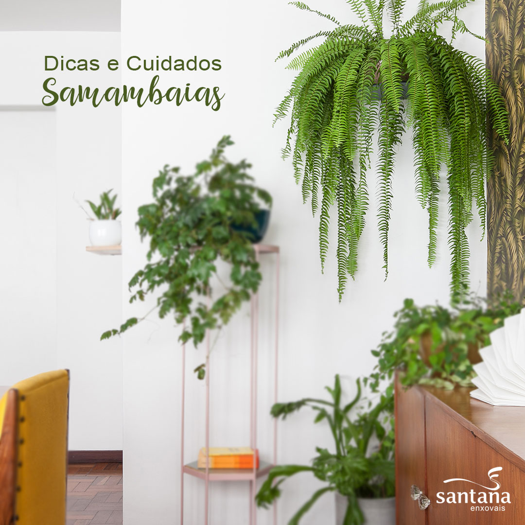 Samambaias em Cestas de Vime: Charme Campestre na Sua Varanda - detalhe