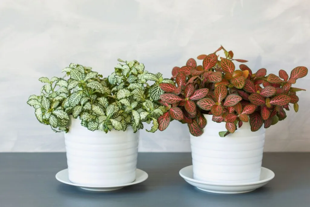 Minimalismo Verde: Fitônia em Vasos de Cimento Rústico - ideia