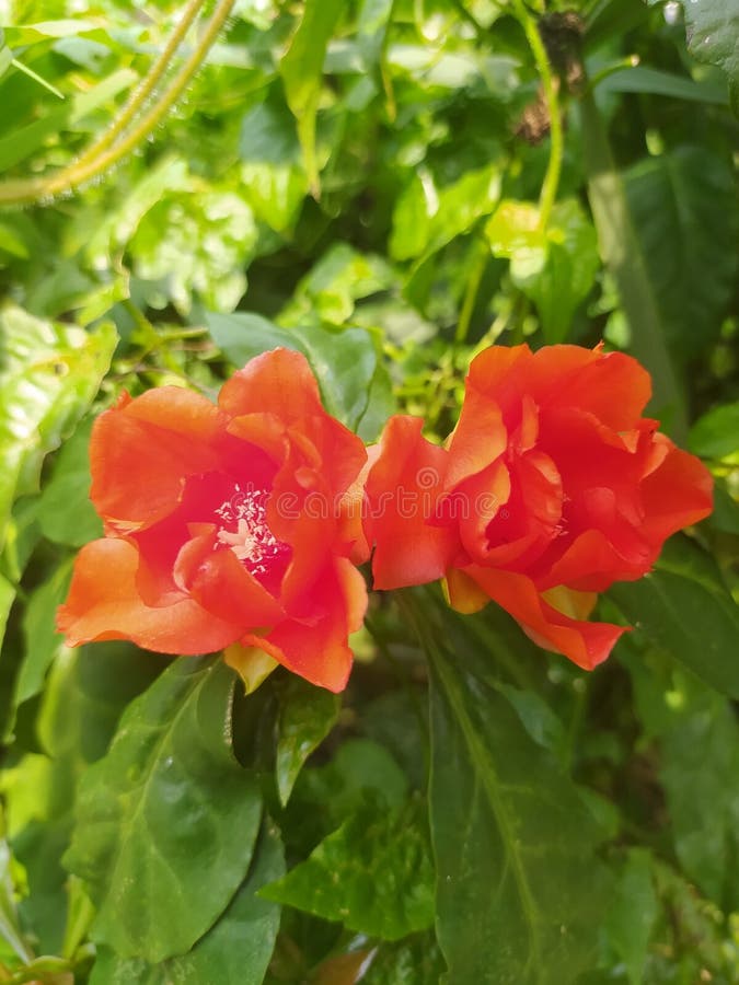 Jardim Tropical Exuberante com Hibiscos e Folhagens Vibrantes - ideia