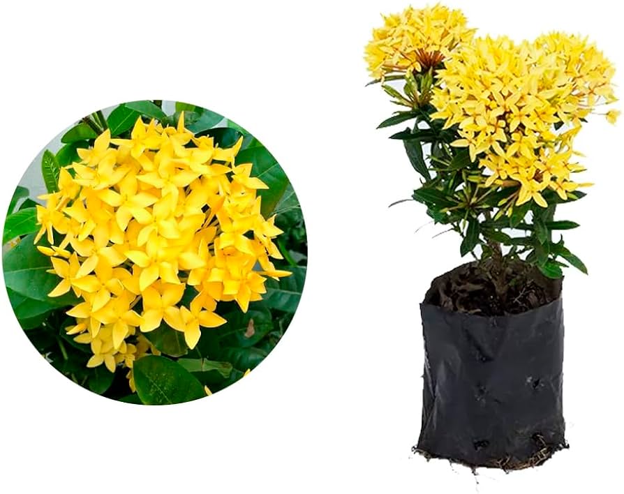 Mini Ixoras em Vasos de Cerâmica Artesanal: Charme Brasileiro - inspiração