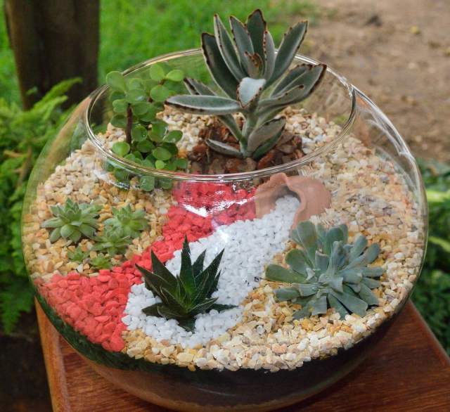 Mini Jardim em Terrários: Detalhes Encantadores - detalhe