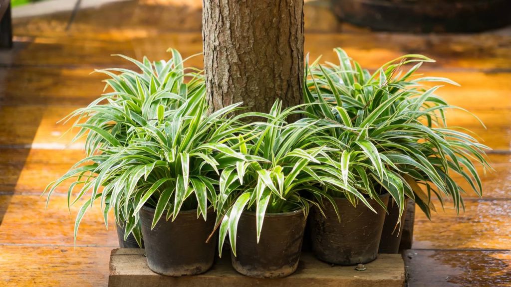Verde Vibrante: Clorofitos em Cestos de Vime Pendurados na Varanda - ideia