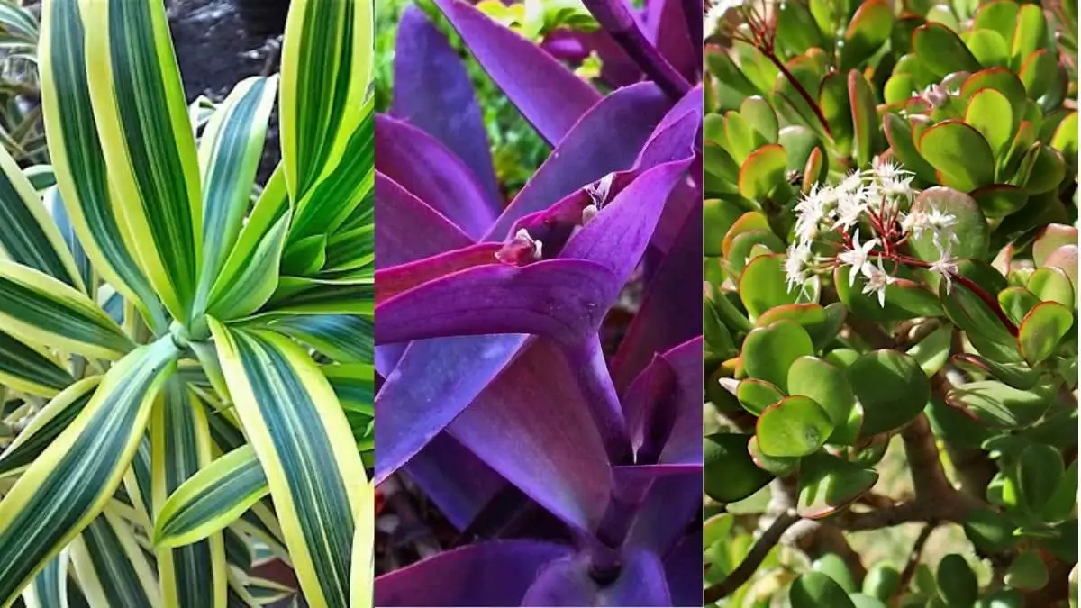 Cica Majestosa: Elegância Atemporal no Jardim - inspiração