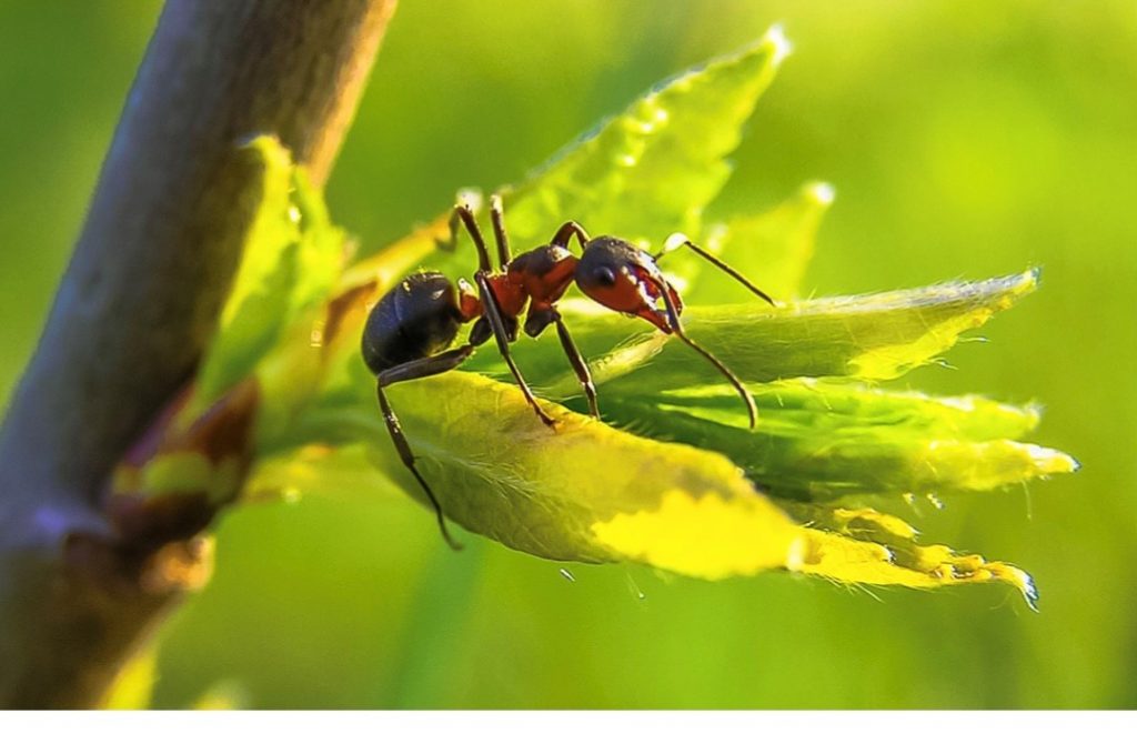 Spray de Óleo de Neem: Proteção Natural e Sustentável - inspiração