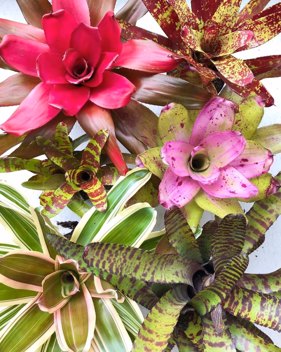 Bromélias Fixadas em Troncos Rústicos: Natureza Integrada à Decoração - inspiração