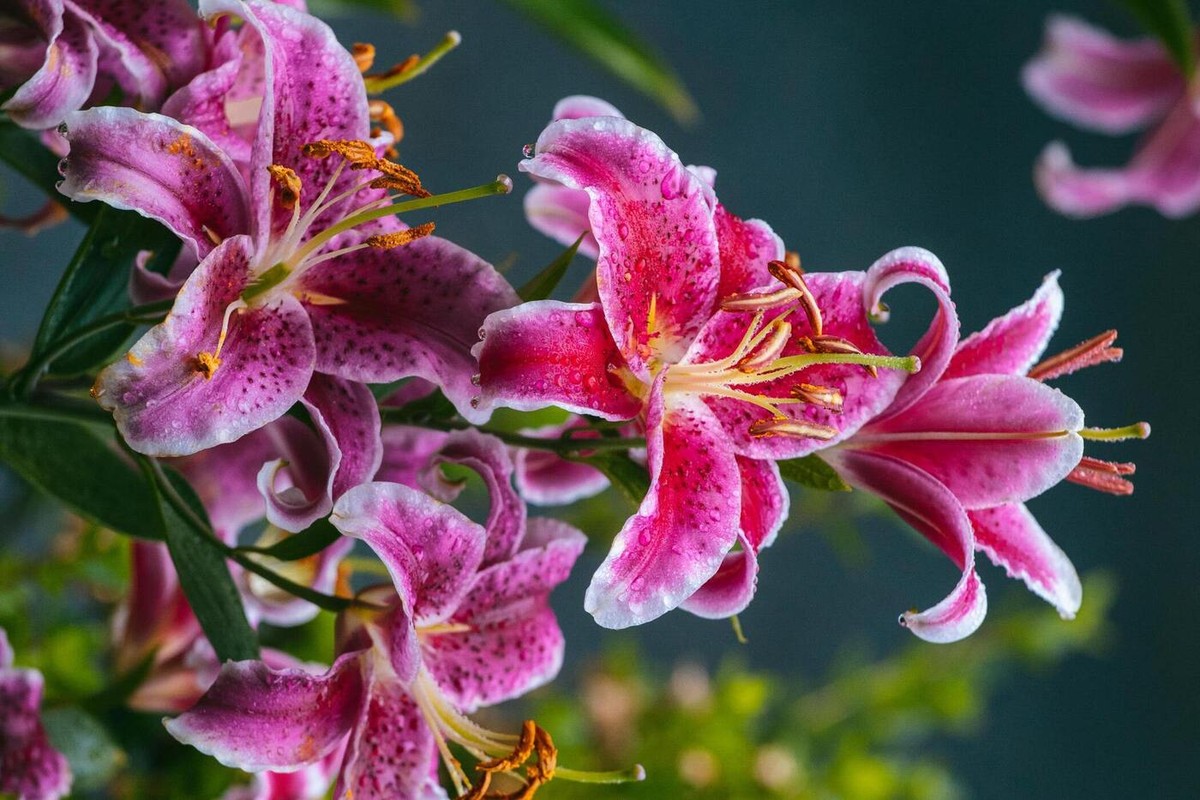 Minimalismo Chic: Lírios Solitários em Tubos de Ensaio de Vidro - ideia