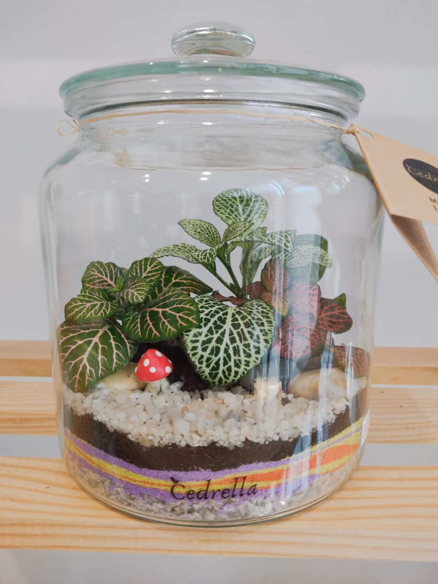 Elegância Natural: Fitônia em Terrários Geométricos de Vidro - inspiração